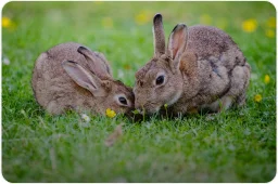 Conejos