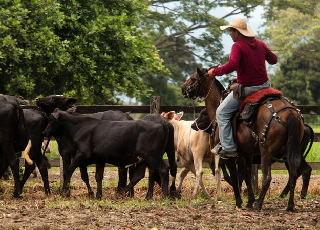  Trabaja en Finca