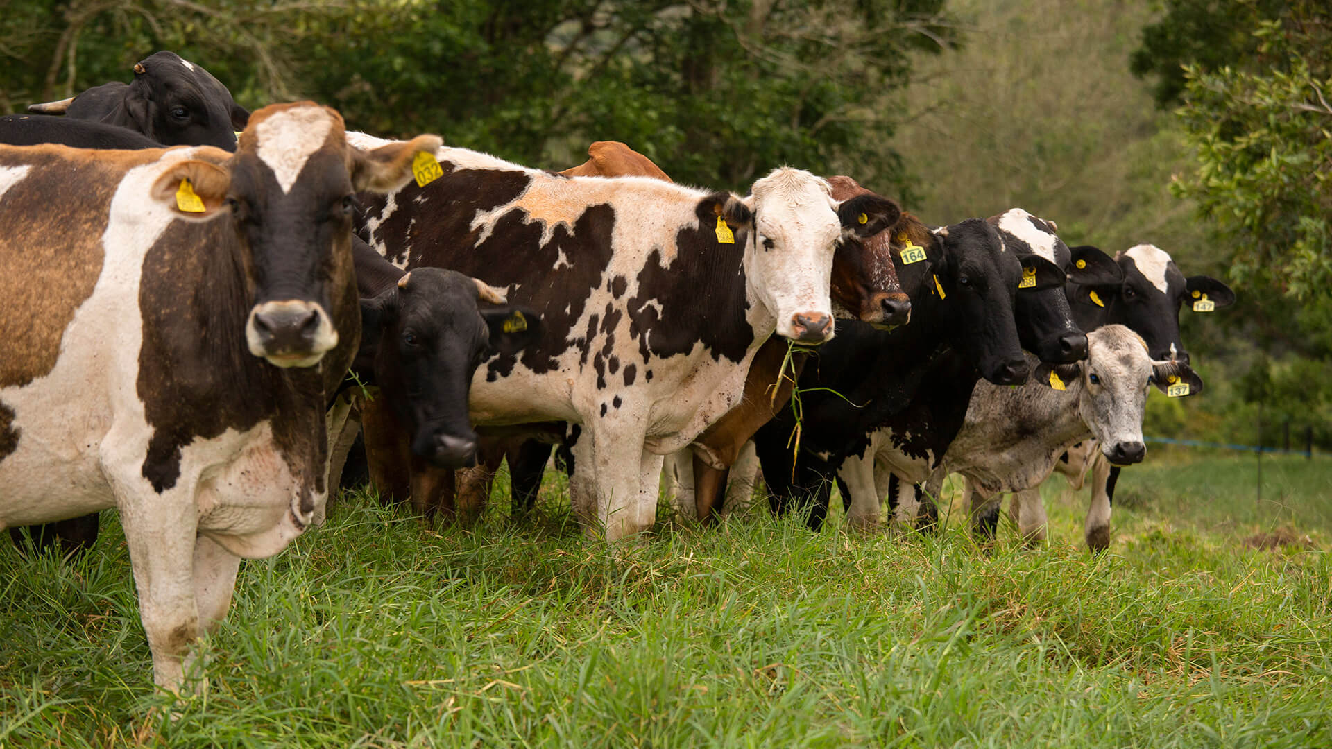 Alimento para vacas