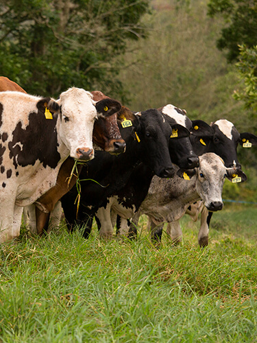 Alimento para vacas