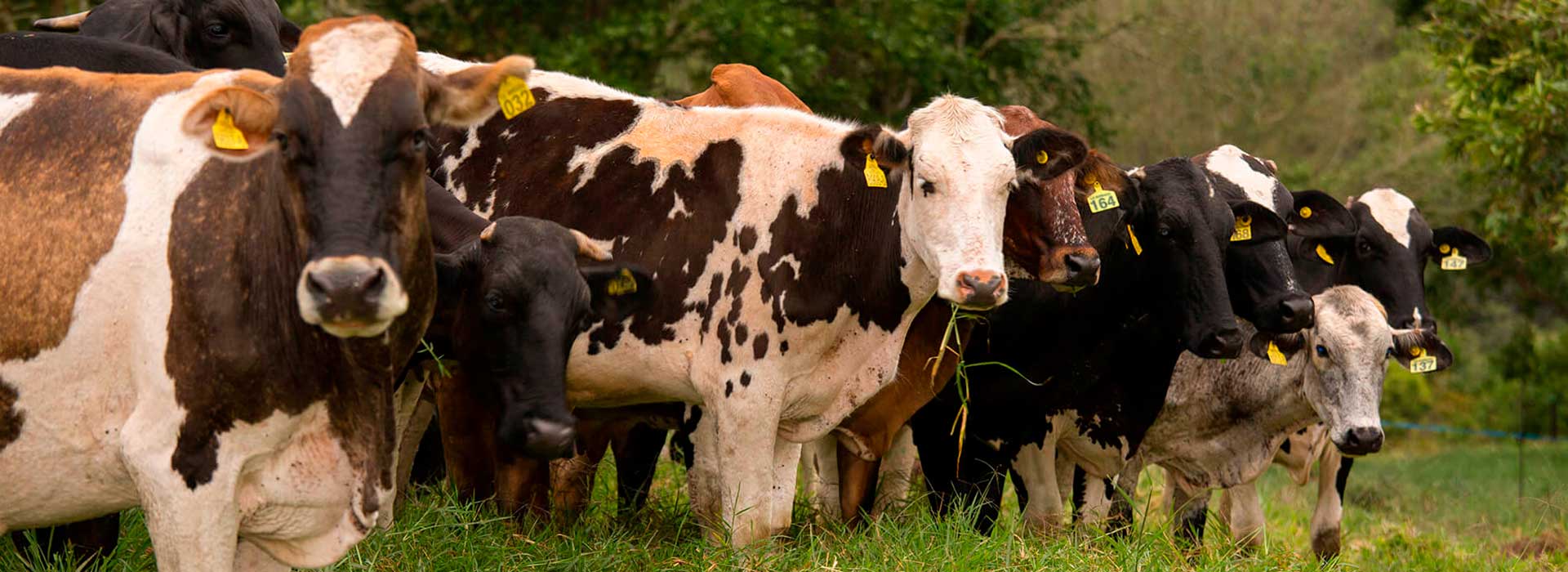 Alimento para vacas