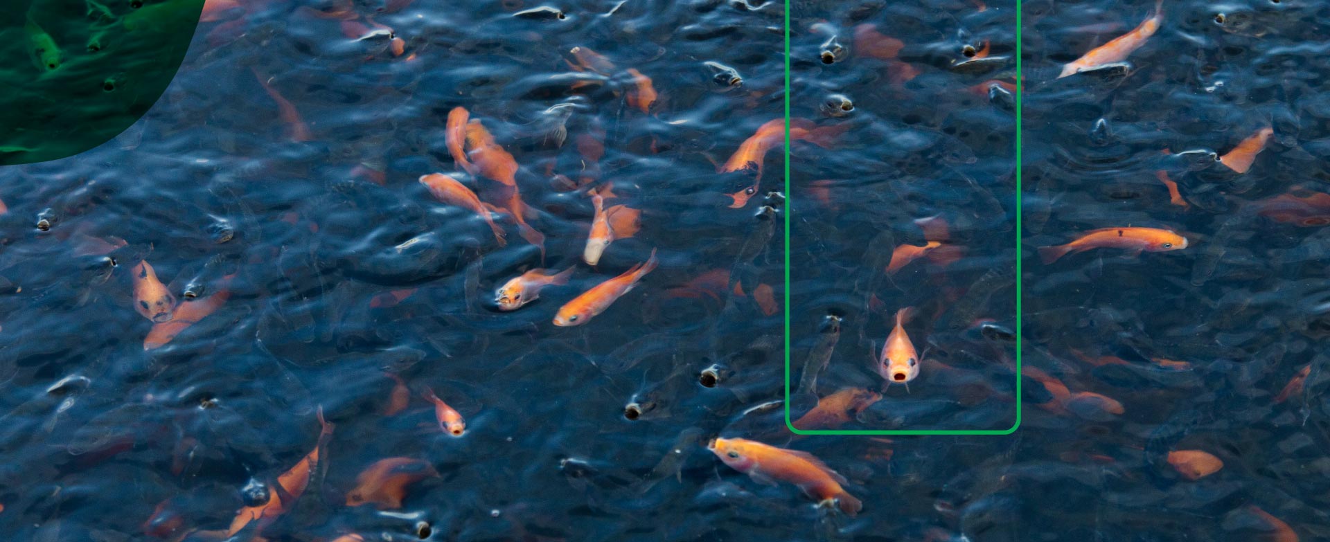 Alimento balanceado para tus peces