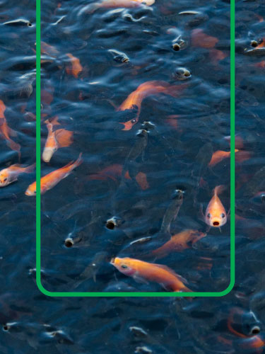 Alimento balanceado para tus peces