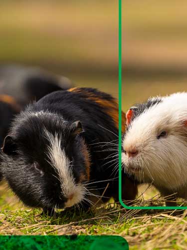  Alimento balanceado para tus Conejos y cuyes
