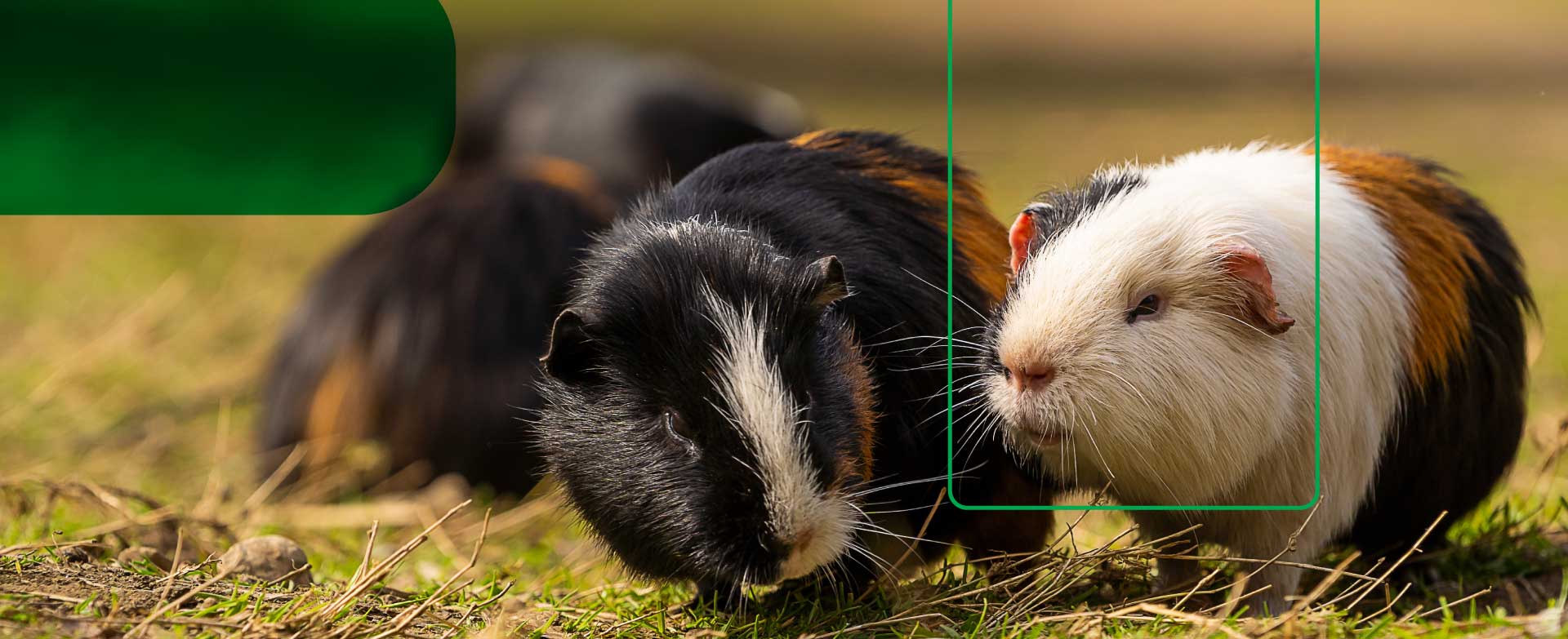  Alimento balanceado para tus Conejos y cuyes