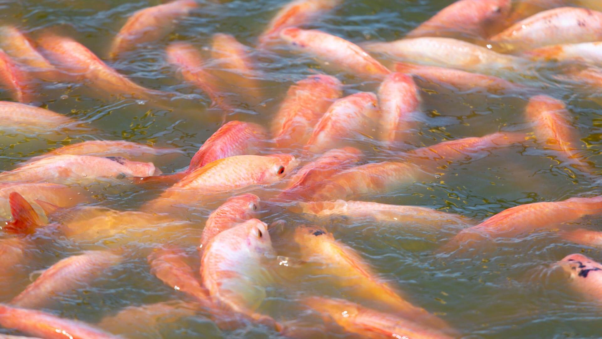  A mis peces, Finca se les nota