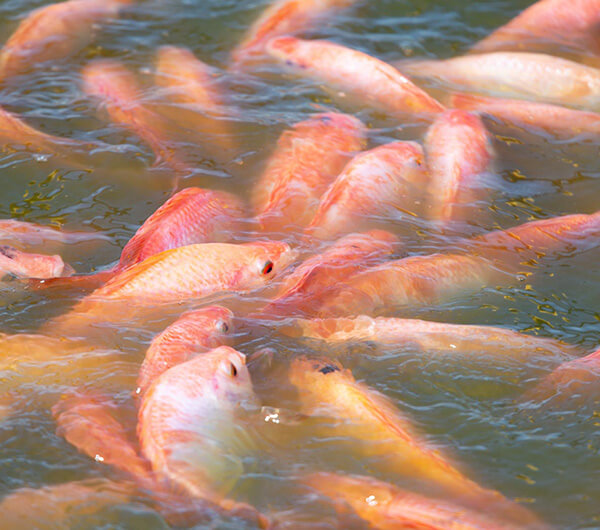  A mis peces, Finca se les nota