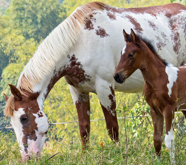 A mis caballos, Finca se les nota