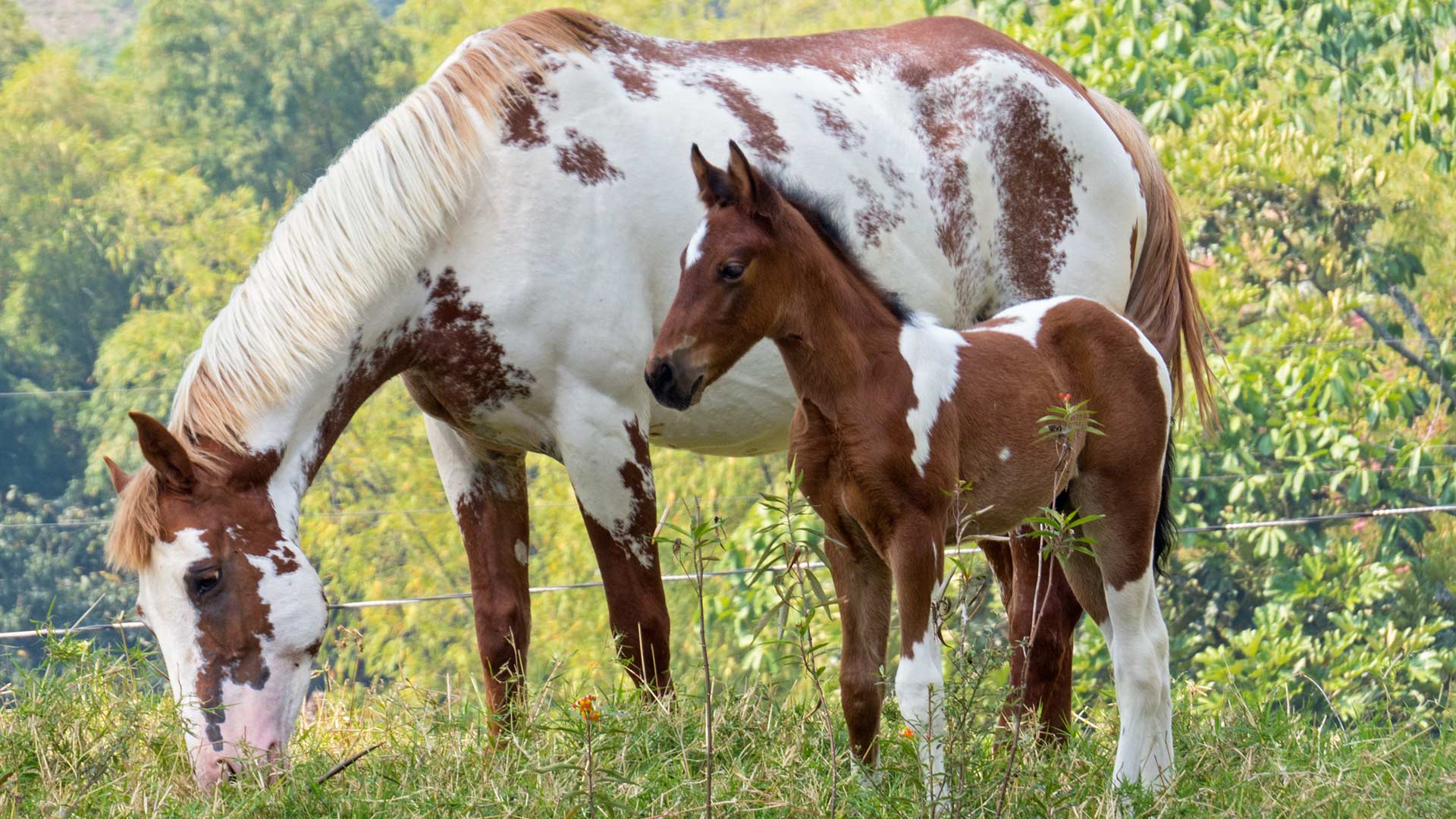 A mis caballos, Finca se les nota
