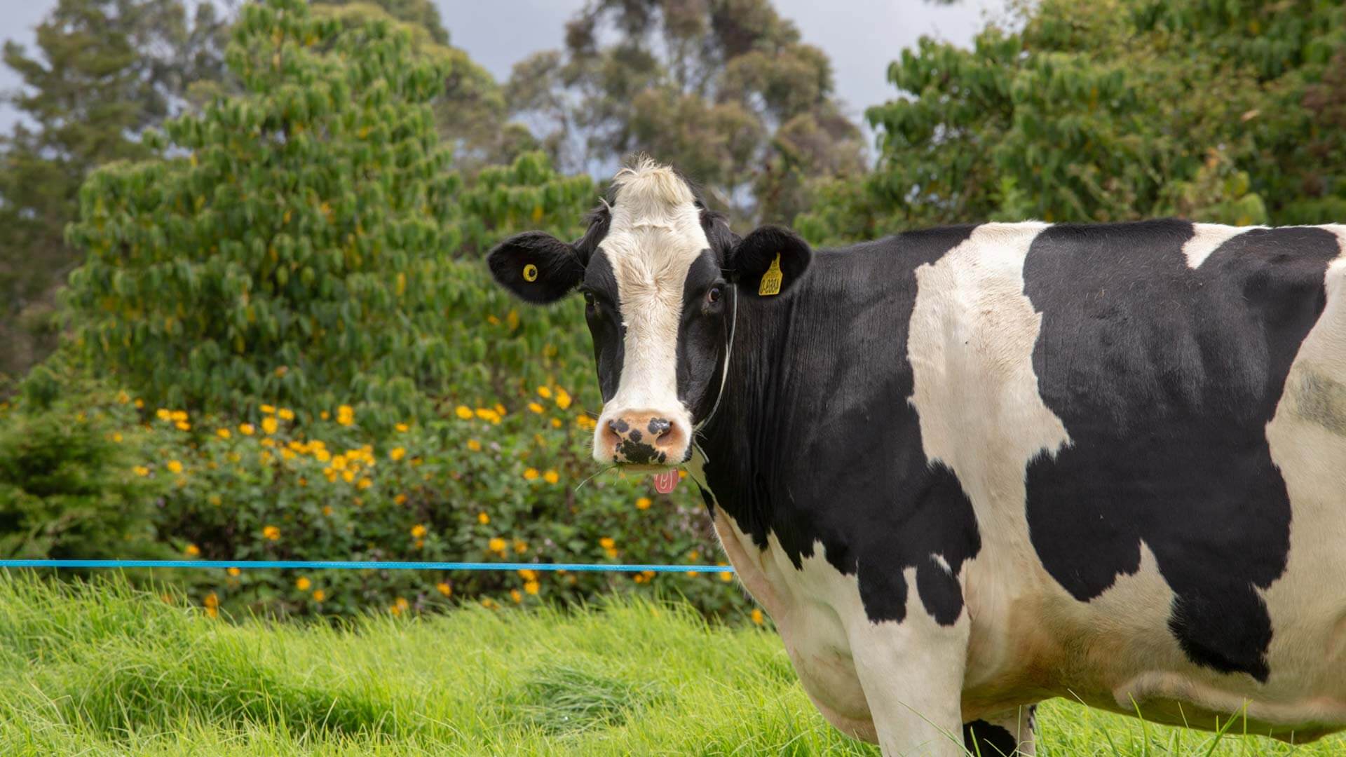 A mis vacas, Finca se les nota