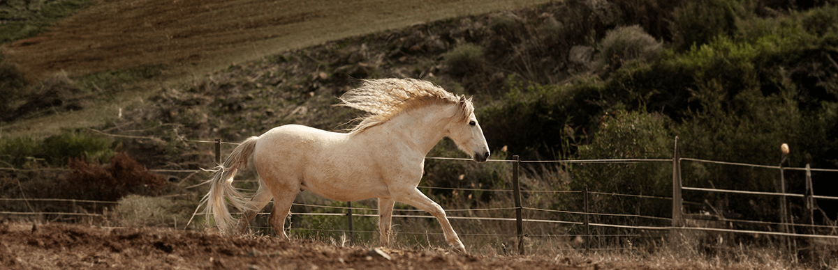 benner_interno_percheron.png