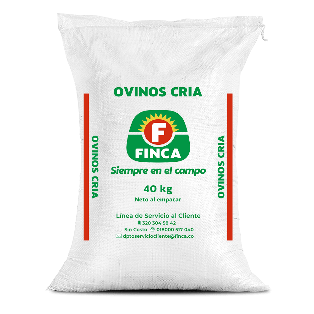 Ovinos cría