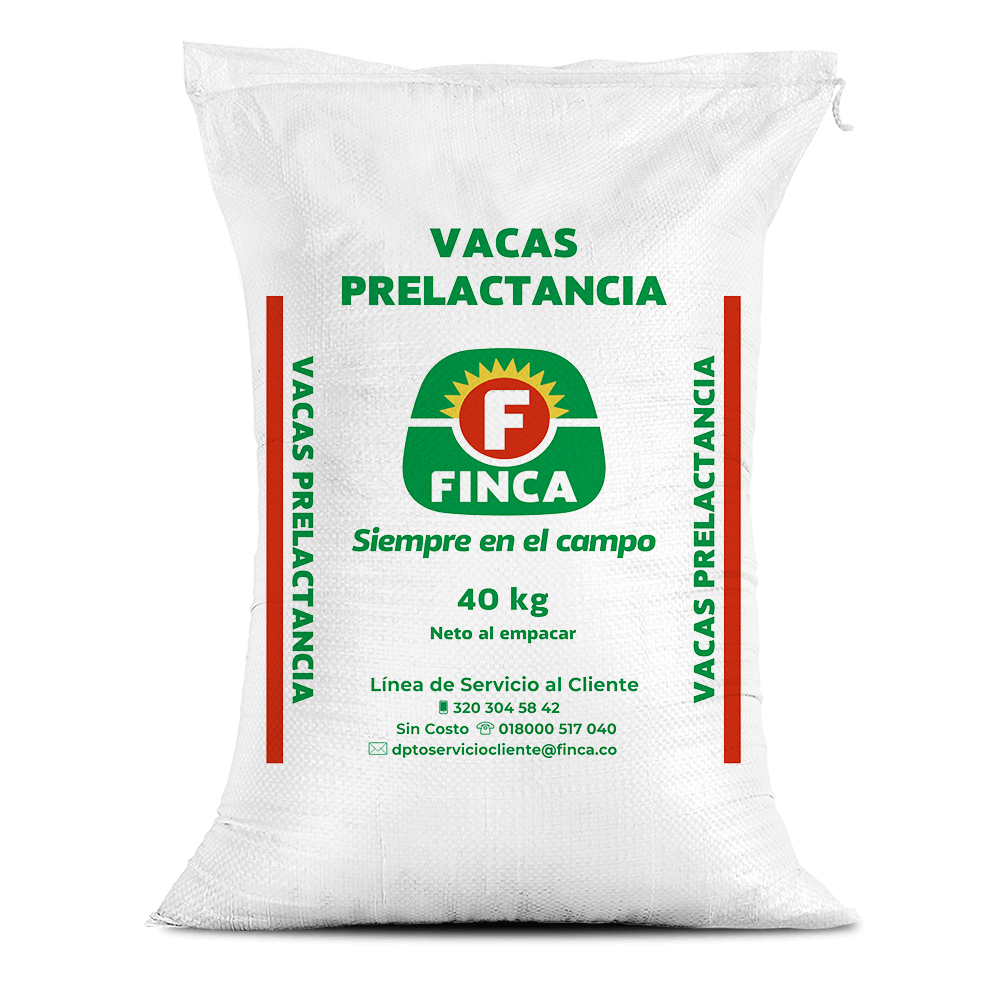 Vacas prelactancia
