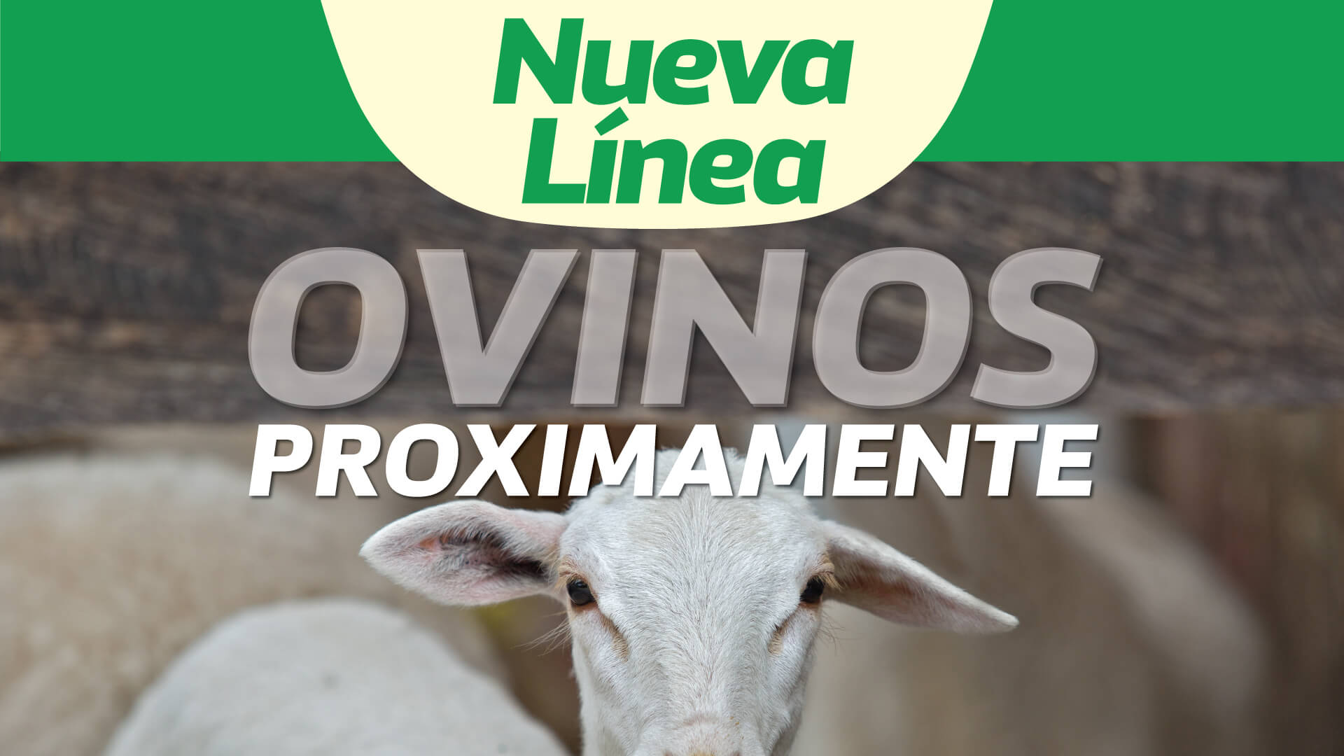 OVINOS_FINCA_WEB1-interna
