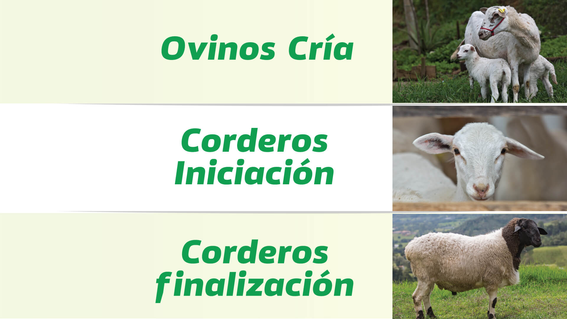 OVINOS_FINCA_WEB1-interna2