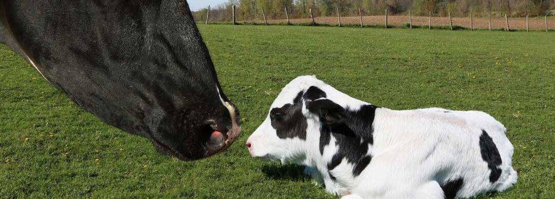 Signos de aproximación del parto en tus vacas