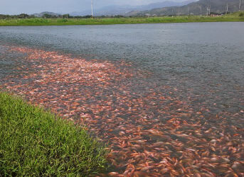 Descubre las 5 categorías para el Cultivo de Peces