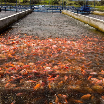 imagen-texto-tilapia-3-1.jpg