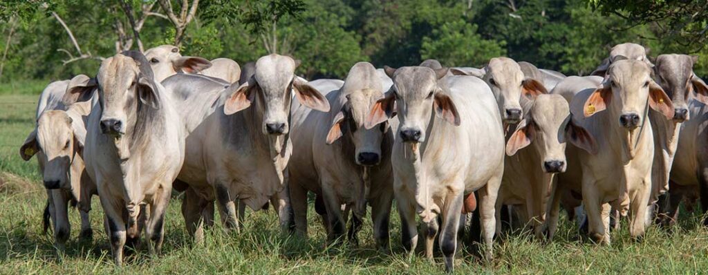 Ganadería ecológica: métodos sostenibles y conservación del entorno