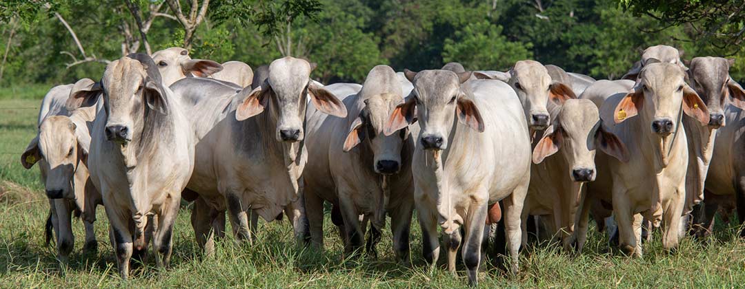 Ganadería ecológica: métodos sostenibles y conservación del entorno