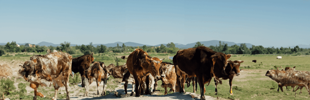 Estrés calórico en el ganado (vacas, bovinos, equinos)