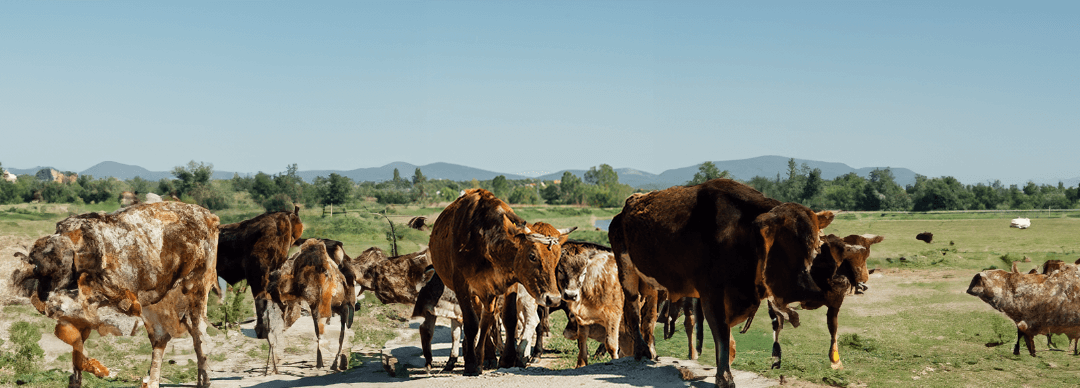 Estrés calórico en el ganado (vacas, bovinos, equinos)