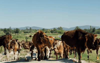Estrés calórico en el ganado (vacas, bovinos, equinos)