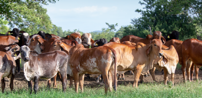 Aprendizajes del campo: lo que nos dejaron la 2da y 4ta Jornada Maestra