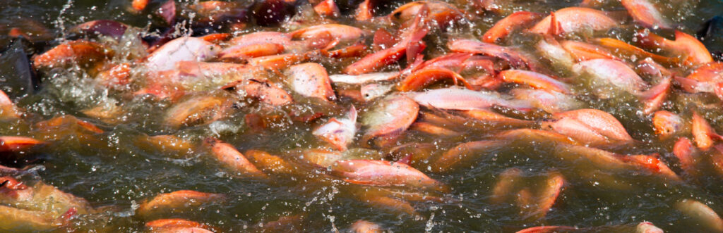 Cómo alimentar mejor a los peces sin desperdiciar comida