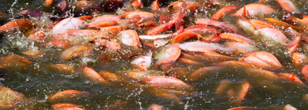 Cómo alimentar mejor a los peces sin desperdiciar comida