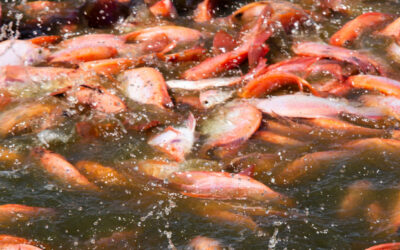 Cómo alimentar mejor a los peces sin desperdiciar comida