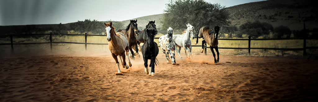 Consejos para montar a caballo