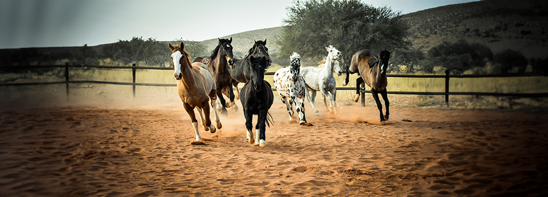 Consejos para montar a caballo