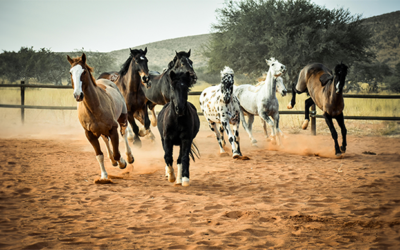 Consejos para montar a caballo