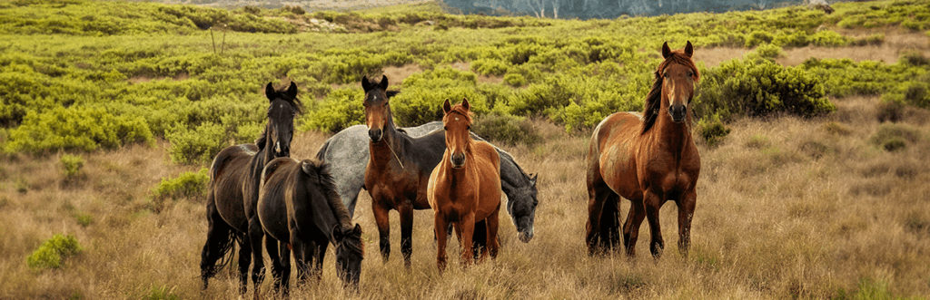 Diferentes tipos de razas de caballos