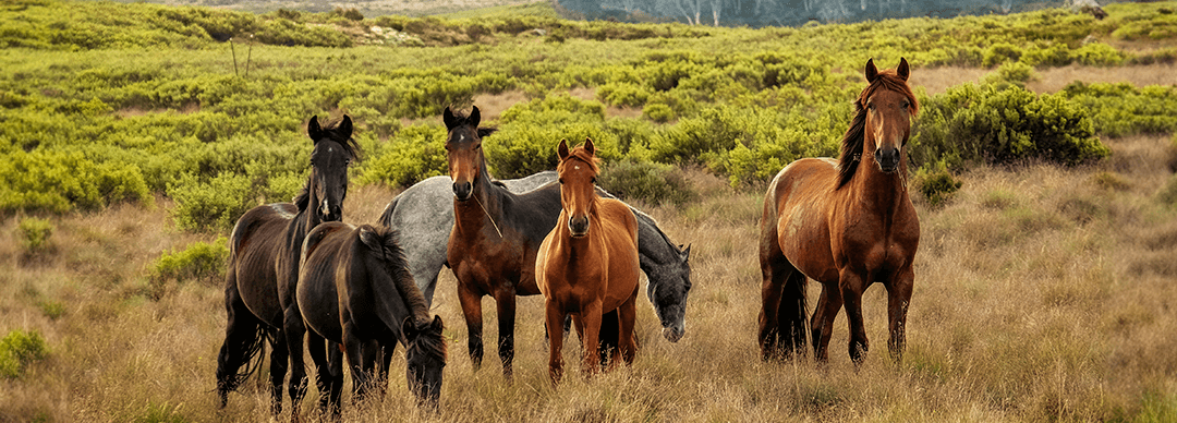 Diferentes tipos de razas de caballos