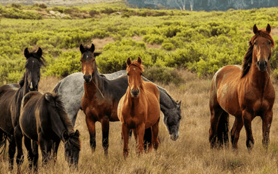 Diferentes tipos de razas de caballos