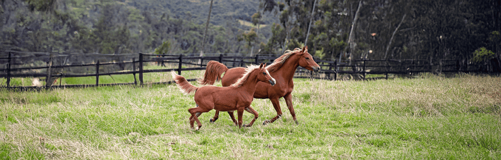 ¿Cuál es la correcta alimentación de los caballos?