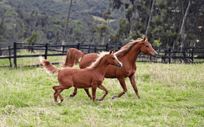 ¿Cuál es la correcta alimentación de los caballos?